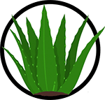 Organic Aloe Vera_Organic Deodorant Ingredients Organic Aloe Vera_Organic Deodorant Ingredients