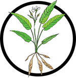 Organic Arrowroot _Organic Deodorant Ingredient Organic Arrowroot _Organic Deodorant Ingredient