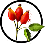 Organic Rosehip Seed Oil as Ingredient in Organic Body Lotion