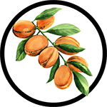 argan-plant_150px-min argan-plant_150px-min
