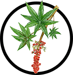 castor-seed-oil_150px-min castor-seed-oil_150px-min