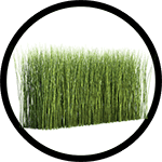 horsetail-plant_150-min horsetail-plant_150-min