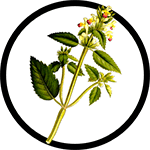 nettles-plant_150-min nettles-plant_150-min