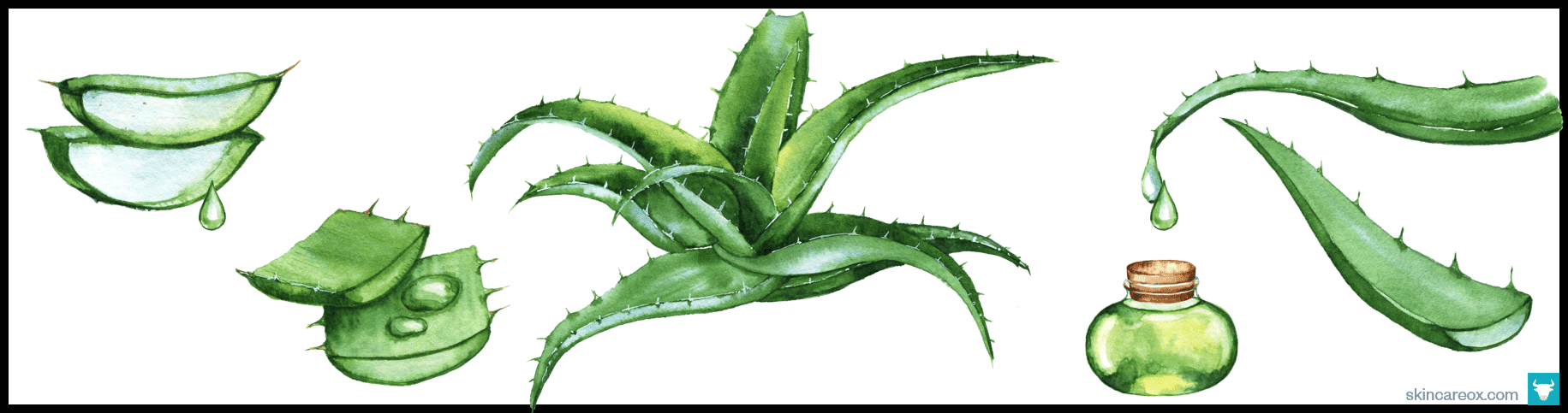 Top 5 Purest Organic Aloe Vera Gels For Face Skin Skin Care Ox