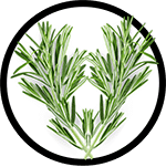 rosemary_150-min rosemary_150-min